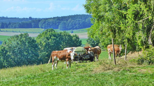 Cows on field