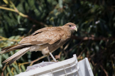 Close-up of sparrow perching on plant