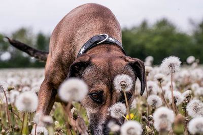 Close-up of dog on field