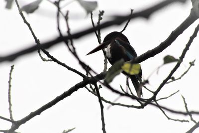 Low angle view of bird perching on branch