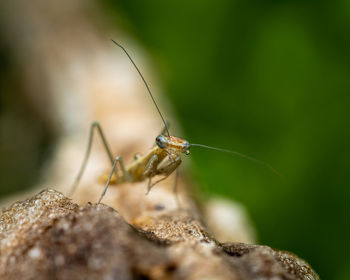 Close-up of insect on rock