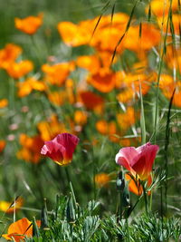 Close-up of pink flowering plants on field