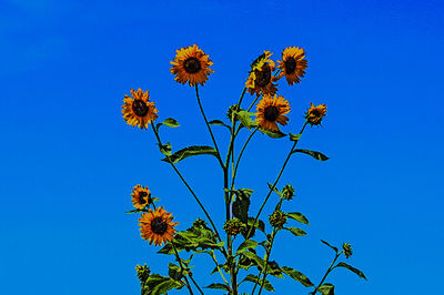Low angle view of yellow flowers blooming against clear blue sky
