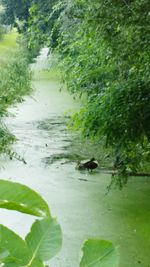 Ducks swimming in lake