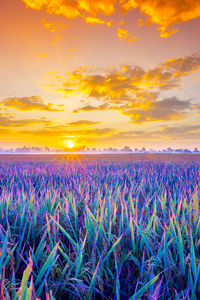 Scenic view of field against sky during sunset