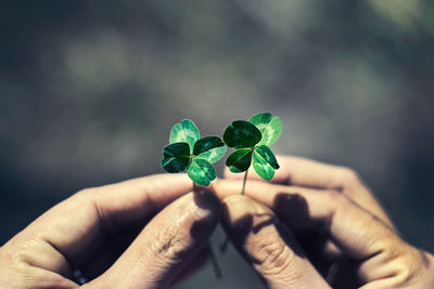 Close-up of hand holding four leaf clover