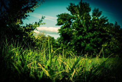 Plants and trees on field against sky