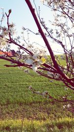 Cherry blossom tree on field