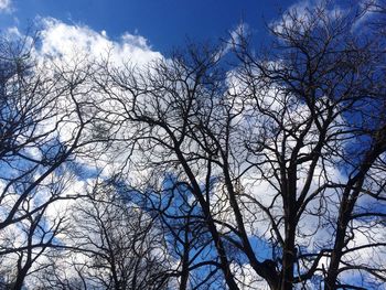 Low angle view of bare trees against blue sky