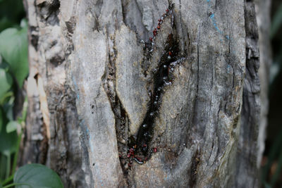 Close-up of tree trunk