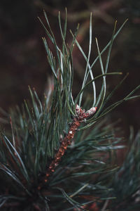 Close-up of pine tree