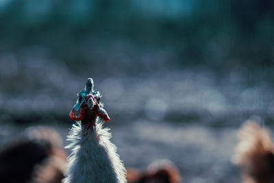 Close-up of rooster head