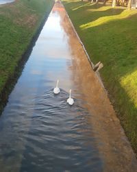 High angle view of ducks swimming in lake