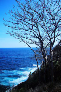 Bare tree by sea against blue sky