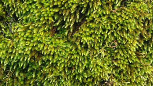 Full frame shot of pine tree