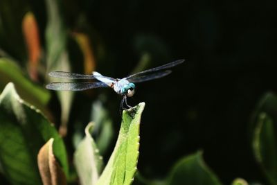 Close-up of damselfly on plant