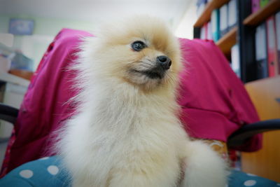 Close-up of dog looking away at home