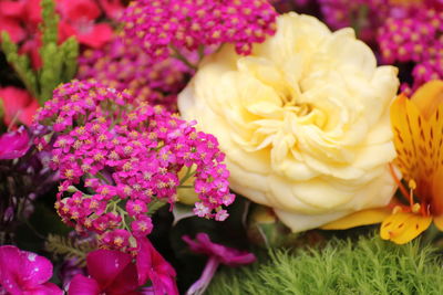 Close-up of pink roses