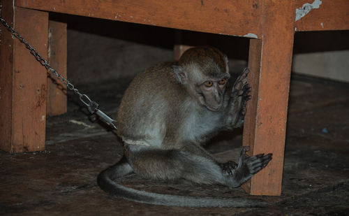 Close-up of monkey sitting on wood