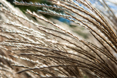 Close-up of sky