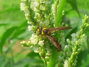 Close-up of insect on leaf