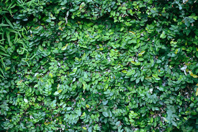 Full frame shot of plants