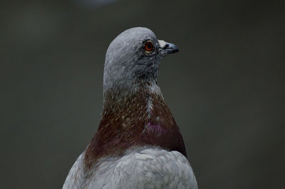 Close-up of bird