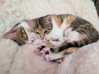 High angle view of cat sleeping