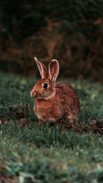 Close-up of a rabbit on field