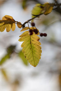 Close-up of autumnal leaves