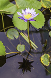 Close-up of lotus water lily in pond