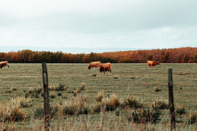 Horses grazing in a field