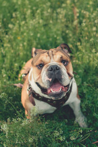 Funny smiling english bulldog. cute young english bulldog playing in green grass. 