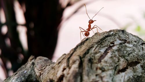 Close-up of insect on tree trunk