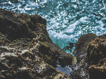 Crab on rock formation by the seashore