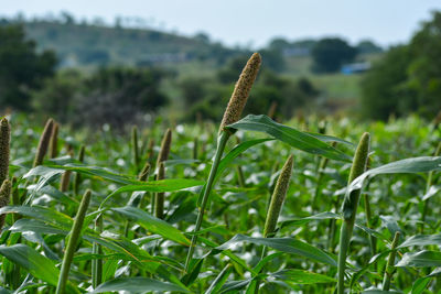 Close-up of plant growing on field