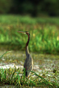 Close-up of heron perching on field