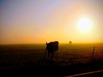 Horse standing on field during sunset