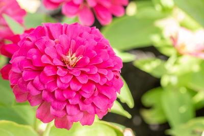 Close-up of pink dahlia flower