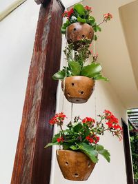 Close-up of potted plant against wall