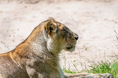 Close-up of a cat looking away