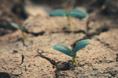 High angle view of small plant on field