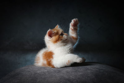 Cat sitting on bed at home