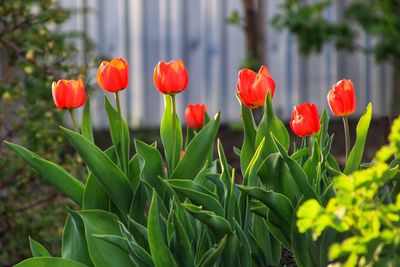 Close-up of red tulips in bloom