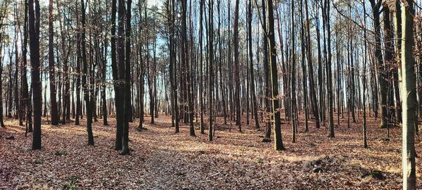 Trees in forest