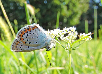 Close-up of butterfly on plant