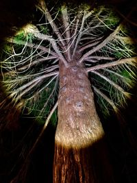 Close-up of tree trunk