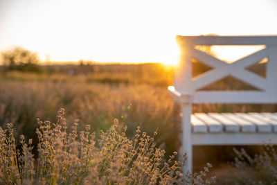 Blooming lavender and a bench in the sunset summer light. 