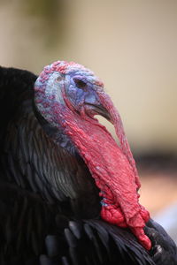 Close-up of a bird