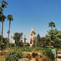 Palm trees and buildings against blue sky